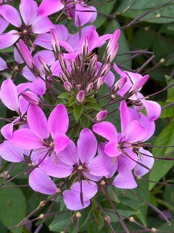 Purple Cleome