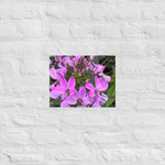 Purple Cleome Poster