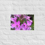 Purple Cleome Poster