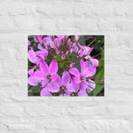 Purple Cleome Poster