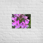 Purple Cleome Poster