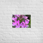 Purple Cleome Poster